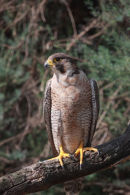 09-3843 Peregrine Falco perigrinus Canargue France (Captive)